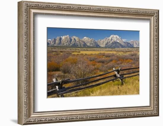 Fall Color, Buck and Rail Fence, Grand Tetons, Grand Teton National Park, Wyoming-Michel Hersen-Framed Photographic Print