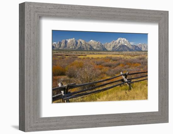 Fall Color, Buck and Rail Fence, Grand Tetons, Grand Teton National Park, Wyoming-Michel Hersen-Framed Photographic Print