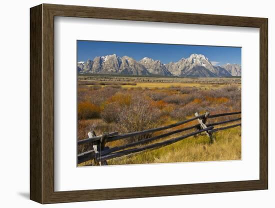 Fall Color, Buck and Rail Fence, Grand Tetons, Grand Teton National Park, Wyoming-Michel Hersen-Framed Photographic Print