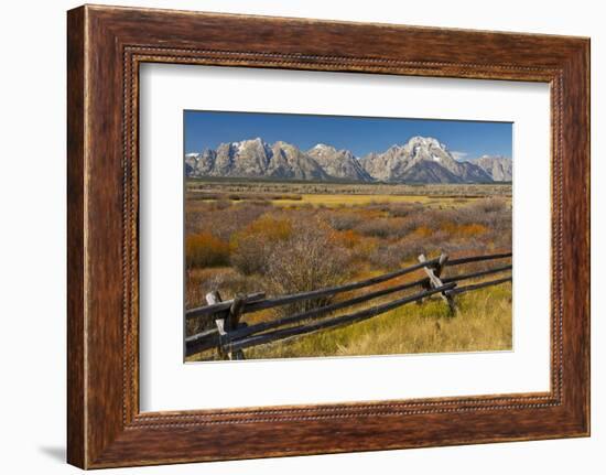 Fall Color, Buck and Rail Fence, Grand Tetons, Grand Teton National Park, Wyoming-Michel Hersen-Framed Photographic Print