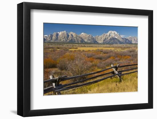 Fall Color, Buck and Rail Fence, Grand Tetons, Grand Teton National Park, Wyoming-Michel Hersen-Framed Photographic Print