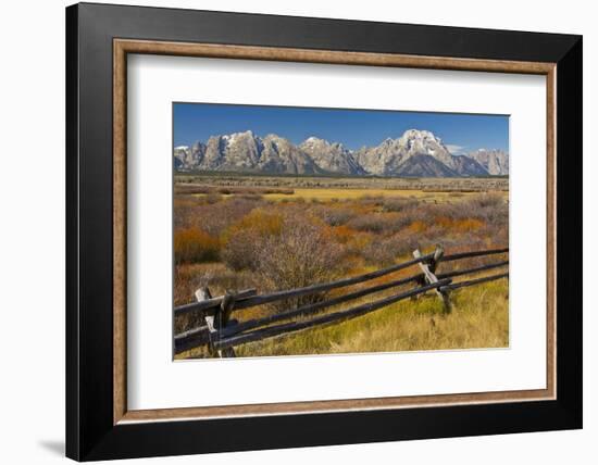 Fall Color, Buck and Rail Fence, Grand Tetons, Grand Teton National Park, Wyoming-Michel Hersen-Framed Photographic Print