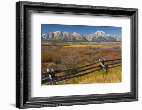 Fall Color, Buck and Rail Fence, Grand Tetons, Grand Teton National Park, Wyoming-Michel Hersen-Framed Photographic Print