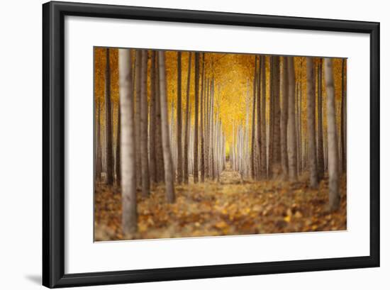 Fall Color In A Tree Farm In Oregon-Joe Azure-Framed Photographic Print