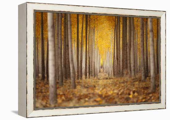 Fall Color In A Tree Farm In Oregon-Joe Azure-Framed Premier Image Canvas