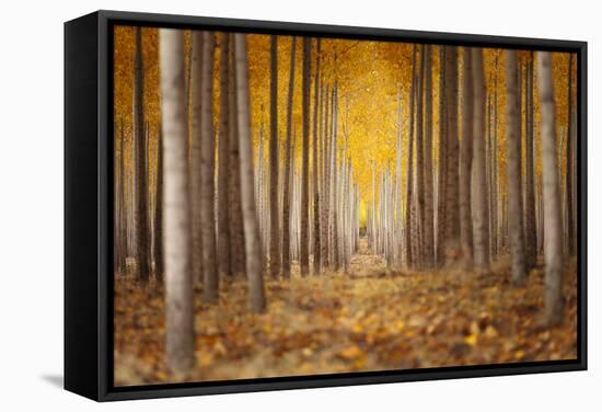 Fall Color In A Tree Farm In Oregon-Joe Azure-Framed Premier Image Canvas