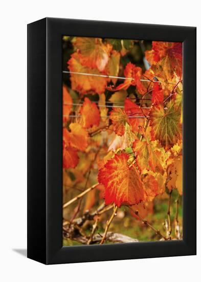 Fall Color in a Vineyard, Tri Cities, Washington, USA-Richard Duval-Framed Premier Image Canvas