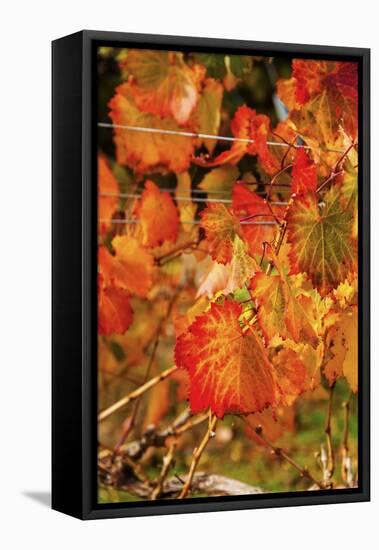 Fall Color in a Vineyard, Tri Cities, Washington, USA-Richard Duval-Framed Premier Image Canvas