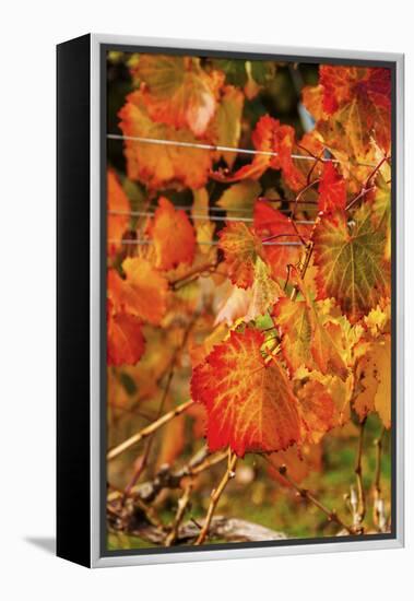 Fall Color in a Vineyard, Tri Cities, Washington, USA-Richard Duval-Framed Premier Image Canvas