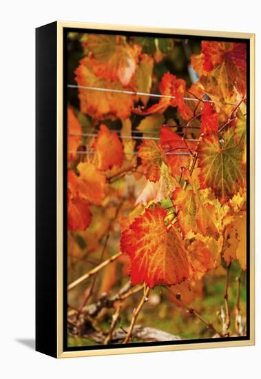 Fall Color in a Vineyard, Tri Cities, Washington, USA-Richard Duval-Framed Premier Image Canvas