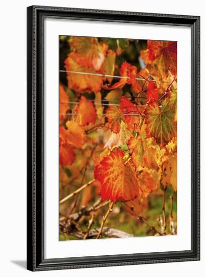 Fall Color in a Vineyard, Tri Cities, Washington, USA-Richard Duval-Framed Photographic Print