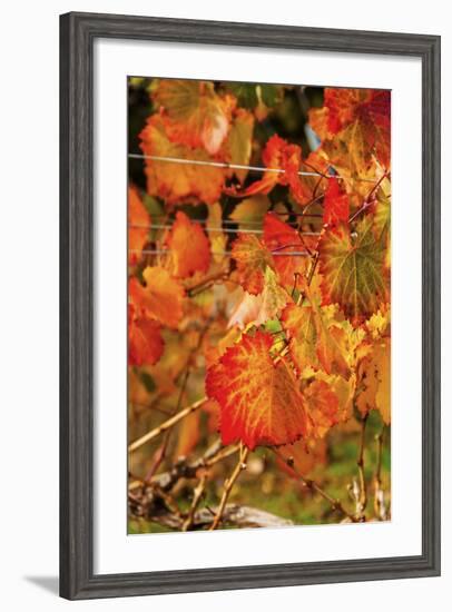 Fall Color in a Vineyard, Tri Cities, Washington, USA-Richard Duval-Framed Photographic Print