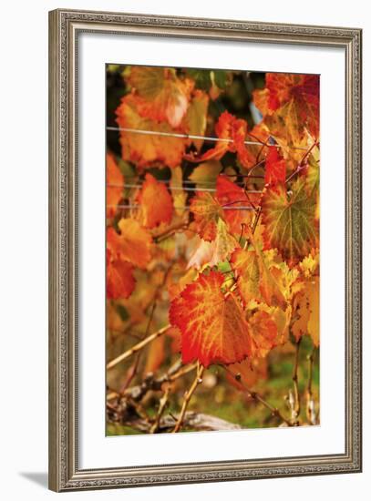 Fall Color in a Vineyard, Tri Cities, Washington, USA-Richard Duval-Framed Photographic Print