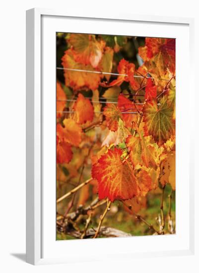 Fall Color in a Vineyard, Tri Cities, Washington, USA-Richard Duval-Framed Photographic Print