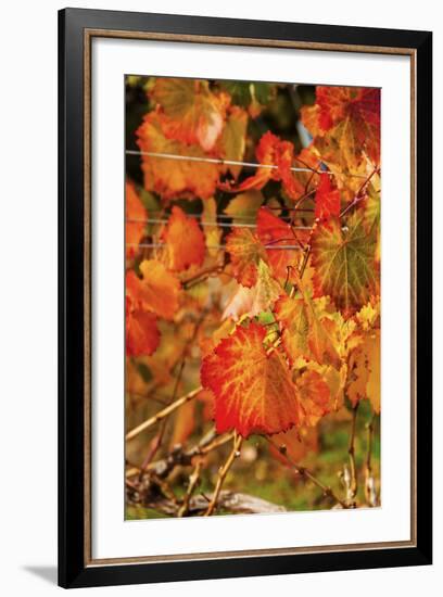 Fall Color in a Vineyard, Tri Cities, Washington, USA-Richard Duval-Framed Photographic Print