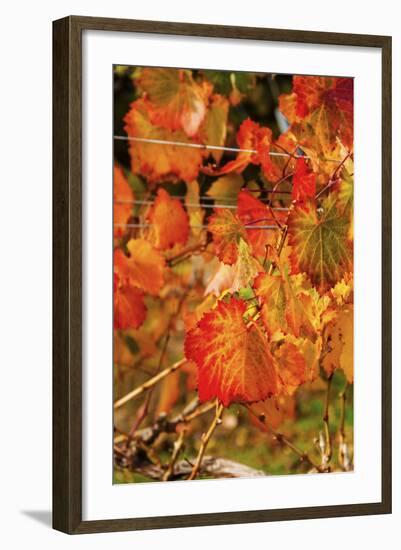 Fall Color in a Vineyard, Tri Cities, Washington, USA-Richard Duval-Framed Photographic Print