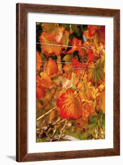 Fall Color in a Vineyard, Tri Cities, Washington, USA-Richard Duval-Framed Photographic Print