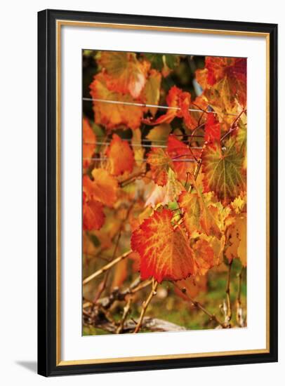 Fall Color in a Vineyard, Tri Cities, Washington, USA-Richard Duval-Framed Photographic Print