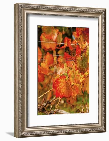 Fall Color in a Vineyard, Tri Cities, Washington, USA-Richard Duval-Framed Photographic Print