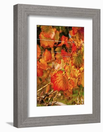 Fall Color in a Vineyard, Tri Cities, Washington, USA-Richard Duval-Framed Photographic Print