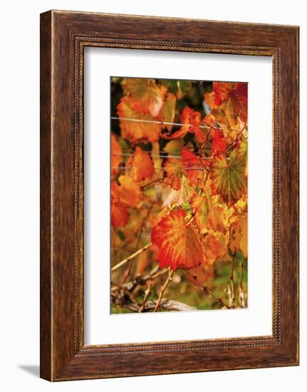 Fall Color in a Vineyard, Tri Cities, Washington, USA-Richard Duval-Framed Photographic Print