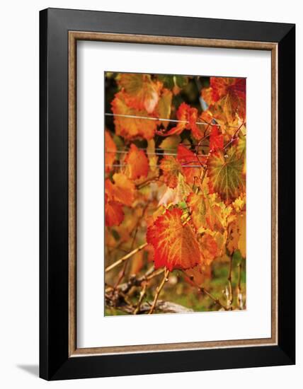 Fall Color in a Vineyard, Tri Cities, Washington, USA-Richard Duval-Framed Photographic Print