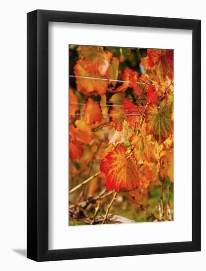 Fall Color in a Vineyard, Tri Cities, Washington, USA-Richard Duval-Framed Photographic Print