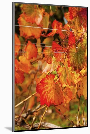 Fall Color in a Vineyard, Tri Cities, Washington, USA-Richard Duval-Mounted Photographic Print