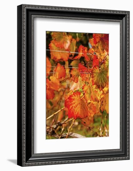 Fall Color in a Vineyard, Tri Cities, Washington, USA-Richard Duval-Framed Photographic Print