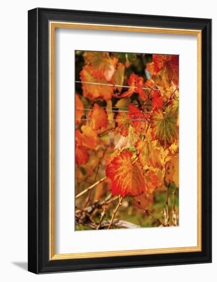 Fall Color in a Vineyard, Tri Cities, Washington, USA-Richard Duval-Framed Photographic Print