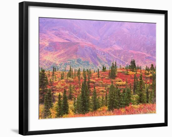 Fall Color in Denali National Park, Alaska, USA-Charles Sleicher-Framed Photographic Print