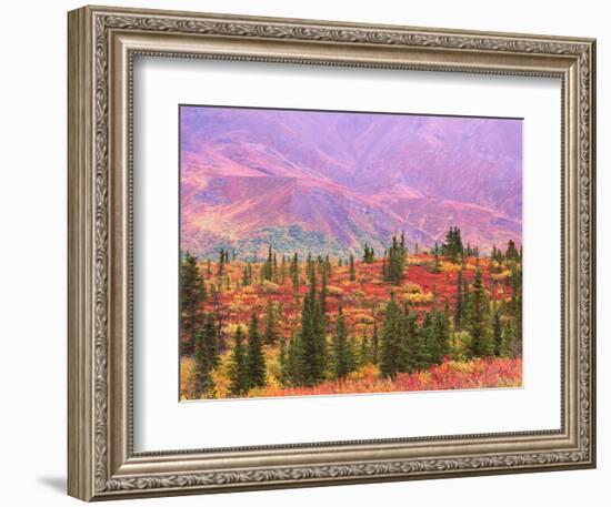 Fall Color in Denali National Park, Alaska, USA-Charles Sleicher-Framed Photographic Print