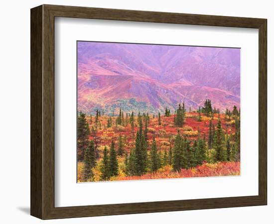 Fall Color in Denali National Park, Alaska, USA-Charles Sleicher-Framed Photographic Print