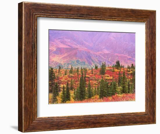 Fall Color in Denali National Park, Alaska, USA-Charles Sleicher-Framed Photographic Print