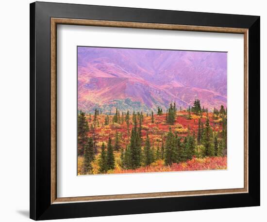 Fall Color in Denali National Park, Alaska, USA-Charles Sleicher-Framed Photographic Print