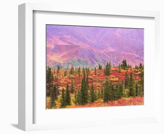 Fall Color in Denali National Park, Alaska, USA-Charles Sleicher-Framed Photographic Print