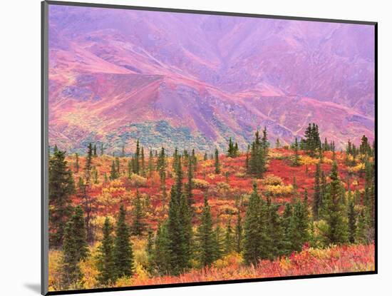 Fall Color in Denali National Park, Alaska, USA-Charles Sleicher-Mounted Photographic Print