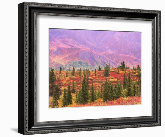 Fall Color in Denali National Park, Alaska, USA-Charles Sleicher-Framed Photographic Print