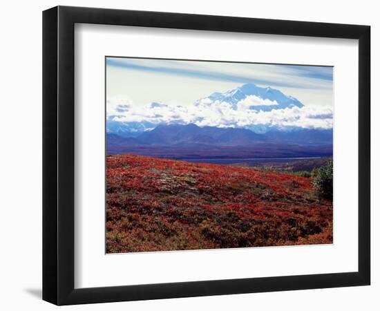 Fall Color in Denali National Park, Mt. Denali, Alaska, USA-Charles Sleicher-Framed Photographic Print