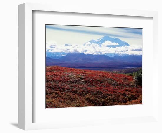 Fall Color in Denali National Park, Mt. Denali, Alaska, USA-Charles Sleicher-Framed Photographic Print