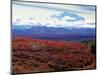 Fall Color in Denali National Park, Mt. Denali, Alaska, USA-Charles Sleicher-Mounted Photographic Print