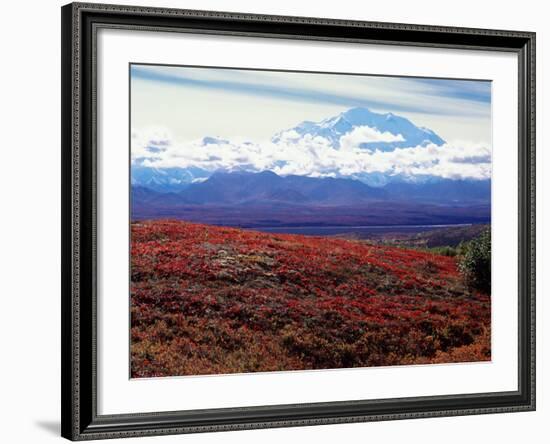 Fall Color in Denali National Park, Mt. Denali, Alaska, USA-Charles Sleicher-Framed Photographic Print