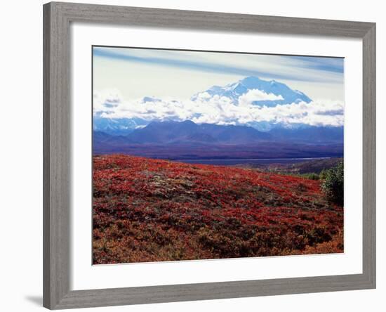 Fall Color in Denali National Park, Mt. Denali, Alaska, USA-Charles Sleicher-Framed Photographic Print