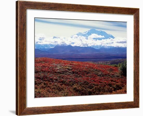 Fall Color in Denali National Park, Mt. Denali, Alaska, USA-Charles Sleicher-Framed Photographic Print