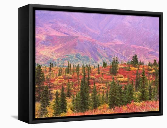 Fall Color in Denali National Park, Mt. Denali, Alaska, USA-Charles Sleicher-Framed Premier Image Canvas