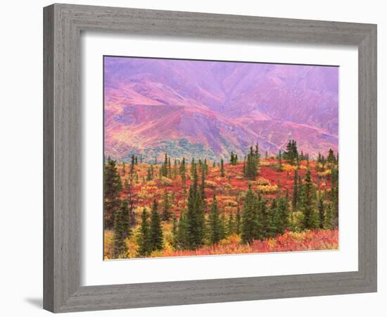 Fall Color in Denali National Park, Mt. Denali, Alaska, USA-Charles Sleicher-Framed Photographic Print