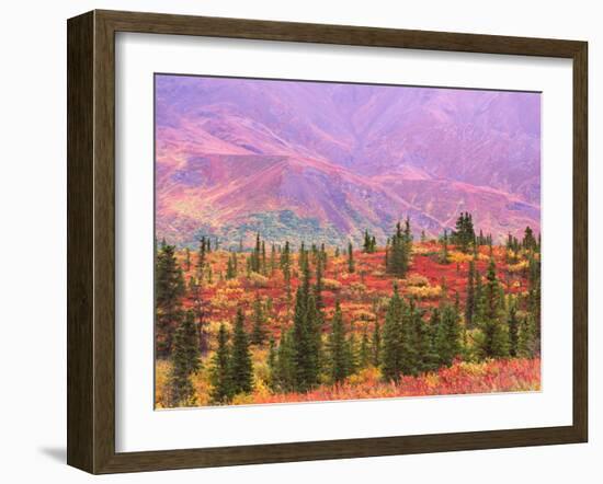 Fall Color in Denali National Park, Mt. Denali, Alaska, USA-Charles Sleicher-Framed Photographic Print