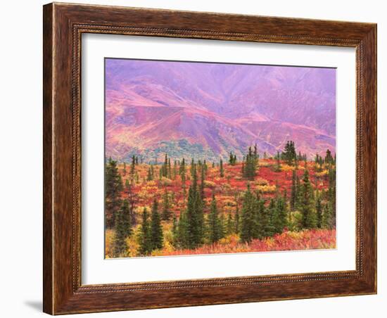 Fall Color in Denali National Park, Mt. Denali, Alaska, USA-Charles Sleicher-Framed Photographic Print