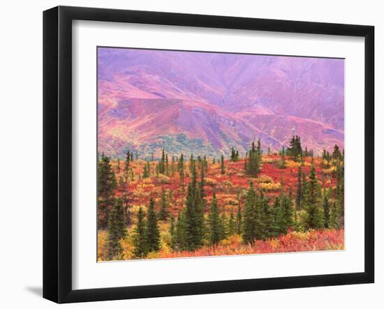 Fall Color in Denali National Park, Mt. Denali, Alaska, USA-Charles Sleicher-Framed Photographic Print