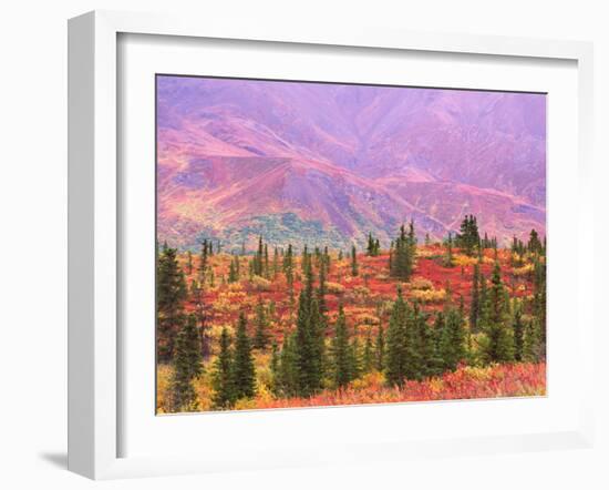 Fall Color in Denali National Park, Mt. Denali, Alaska, USA-Charles Sleicher-Framed Photographic Print